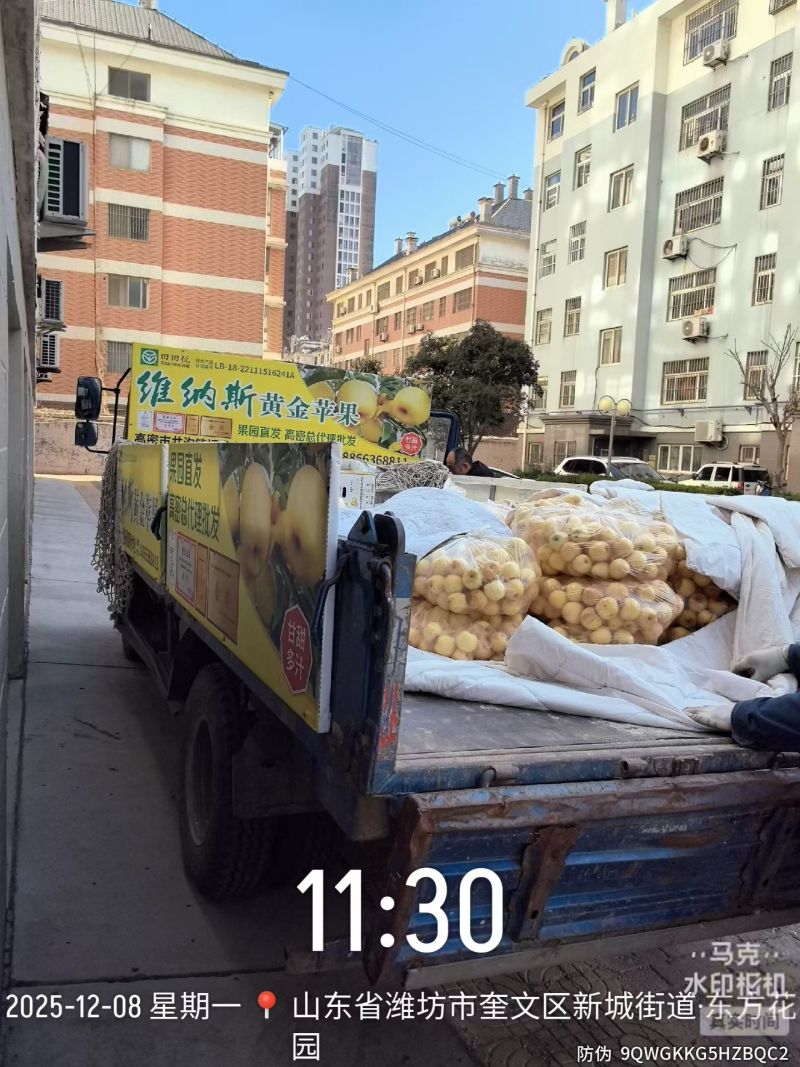 维纳斯黄金苹果