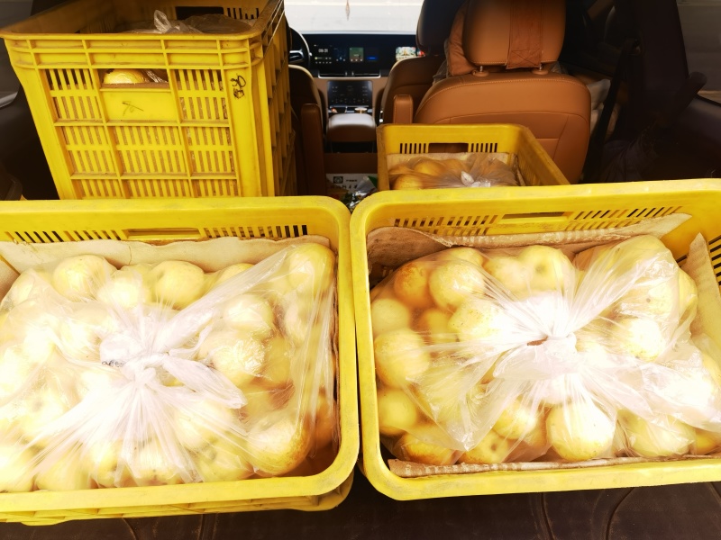 维纳斯黄金苹果