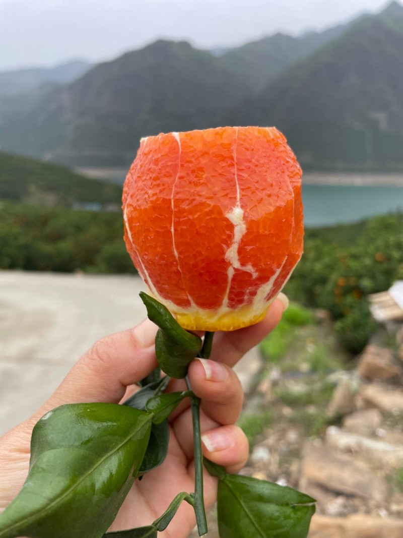 奉节脐橙，中华红橙