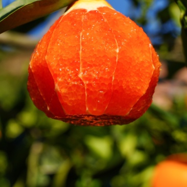 奉节脐橙，中华红橙