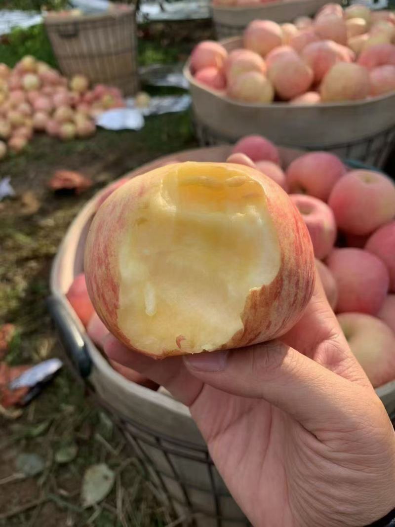 礼盒福利烟台苹果