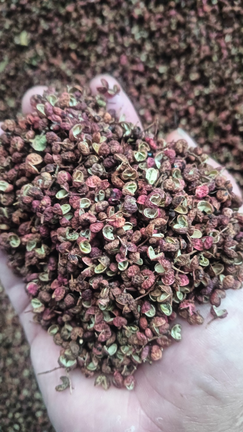 山东花椒