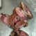 正宗腊肉随时有货一手货源正品保障