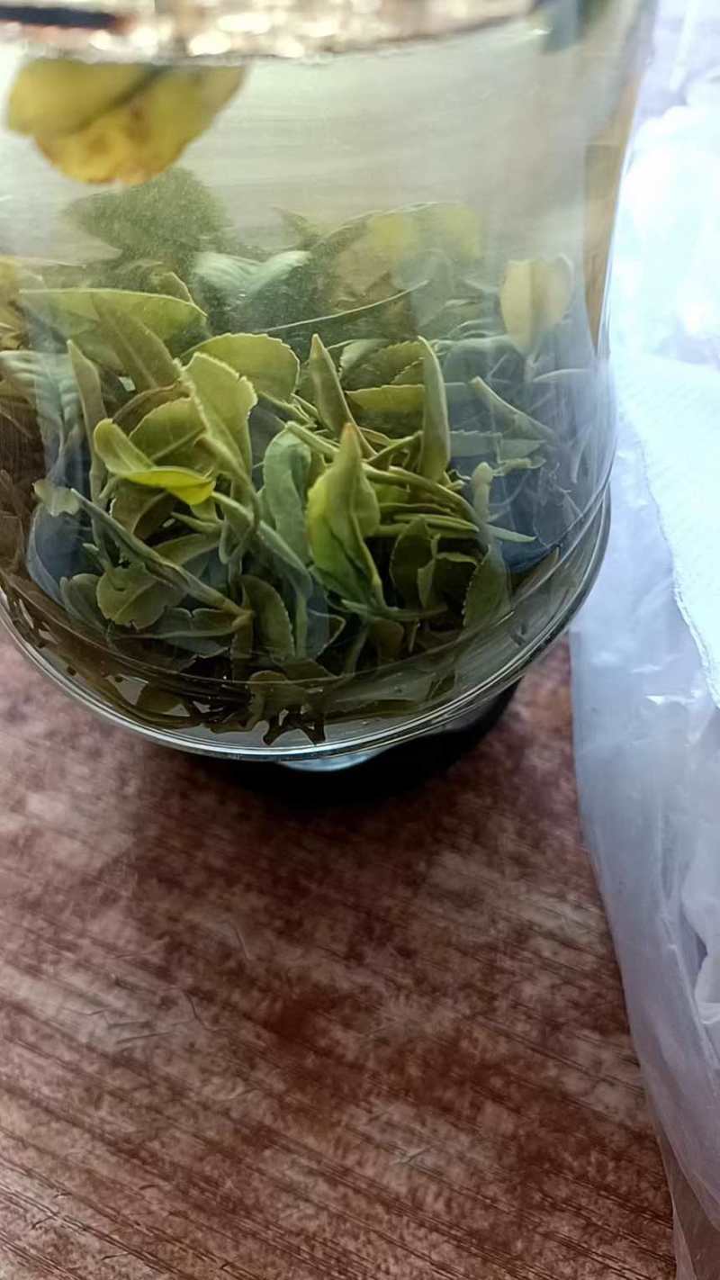 忙里偷闲，日照绿茶伴你漫时光欢迎各位老板亲临