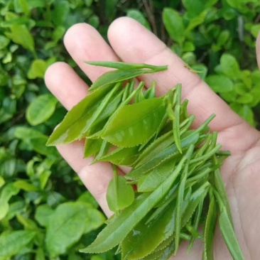 茶叶，毛尖，一叶一心，口粮茶