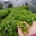 茶叶，毛尖，一叶一心，口粮茶