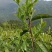 茶叶，毛尖，一叶一心，口粮茶