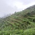 茶叶，毛尖，一叶一心，口粮茶