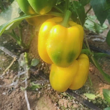 甜椒，彩椒