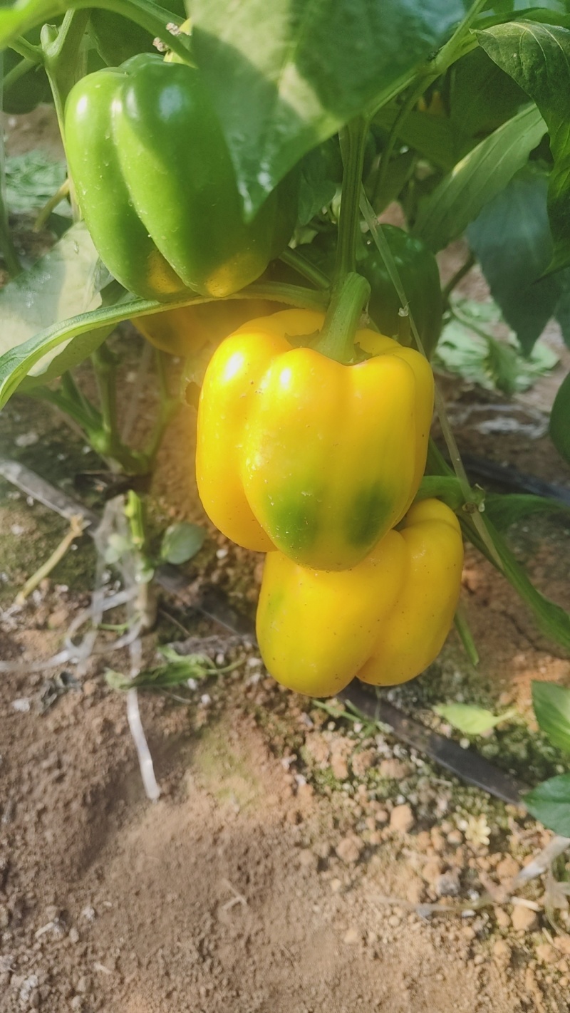 甜椒，彩椒