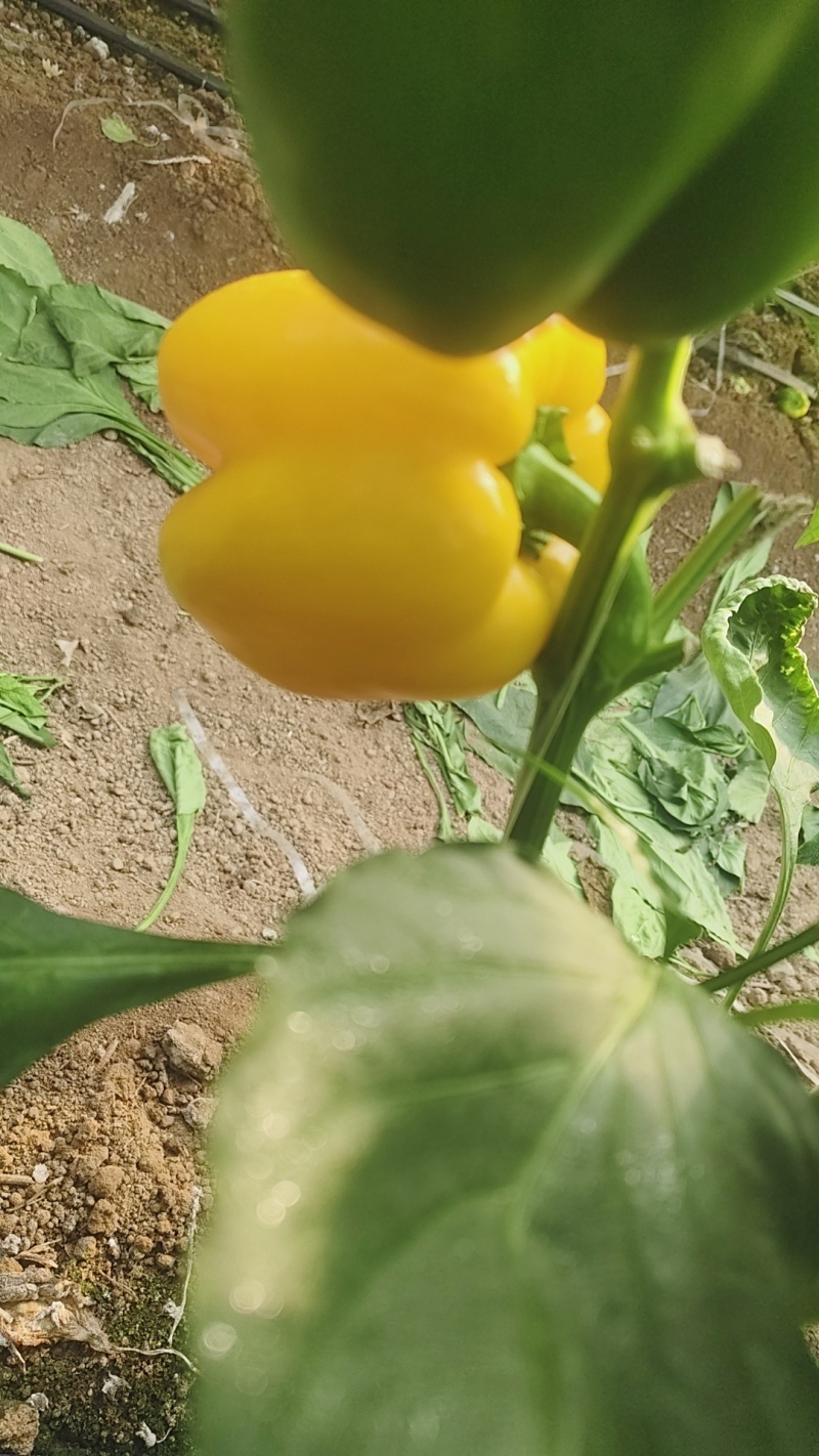 甜椒，彩椒