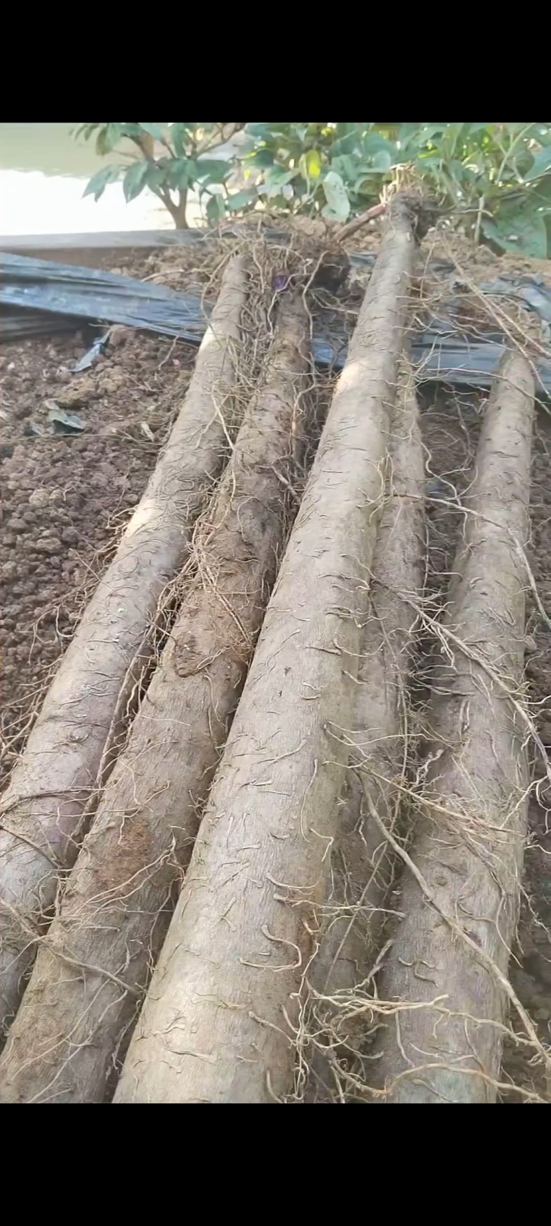 紫玉淮山药