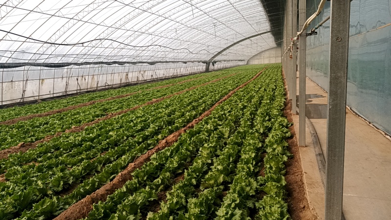 齐河大量上市生菜球