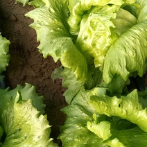齐河大量上市生菜球