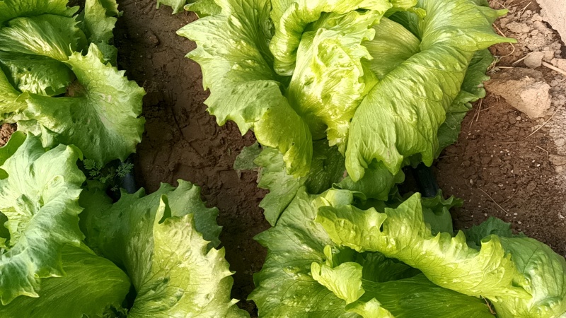 齐河大量上市生菜球