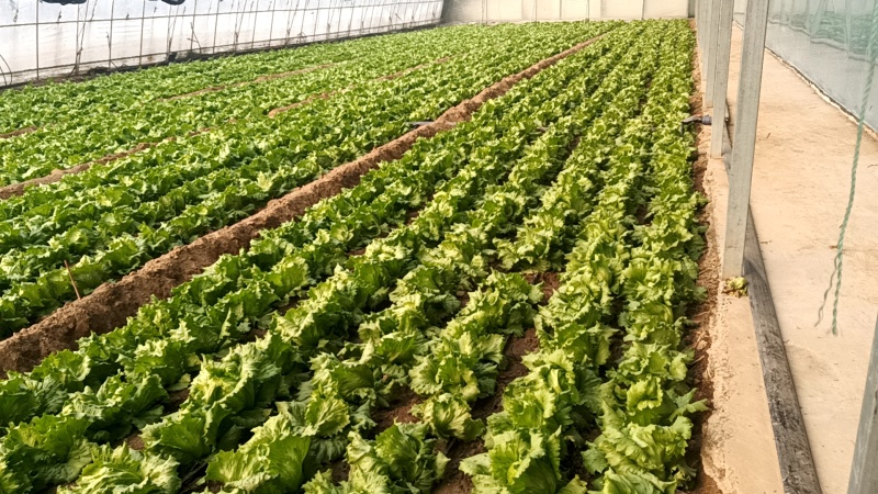 齐河大量上市生菜球
