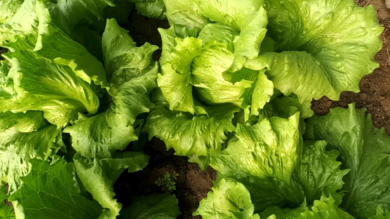 齐河大量上市生菜球