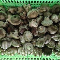 新鲜采摘香菇