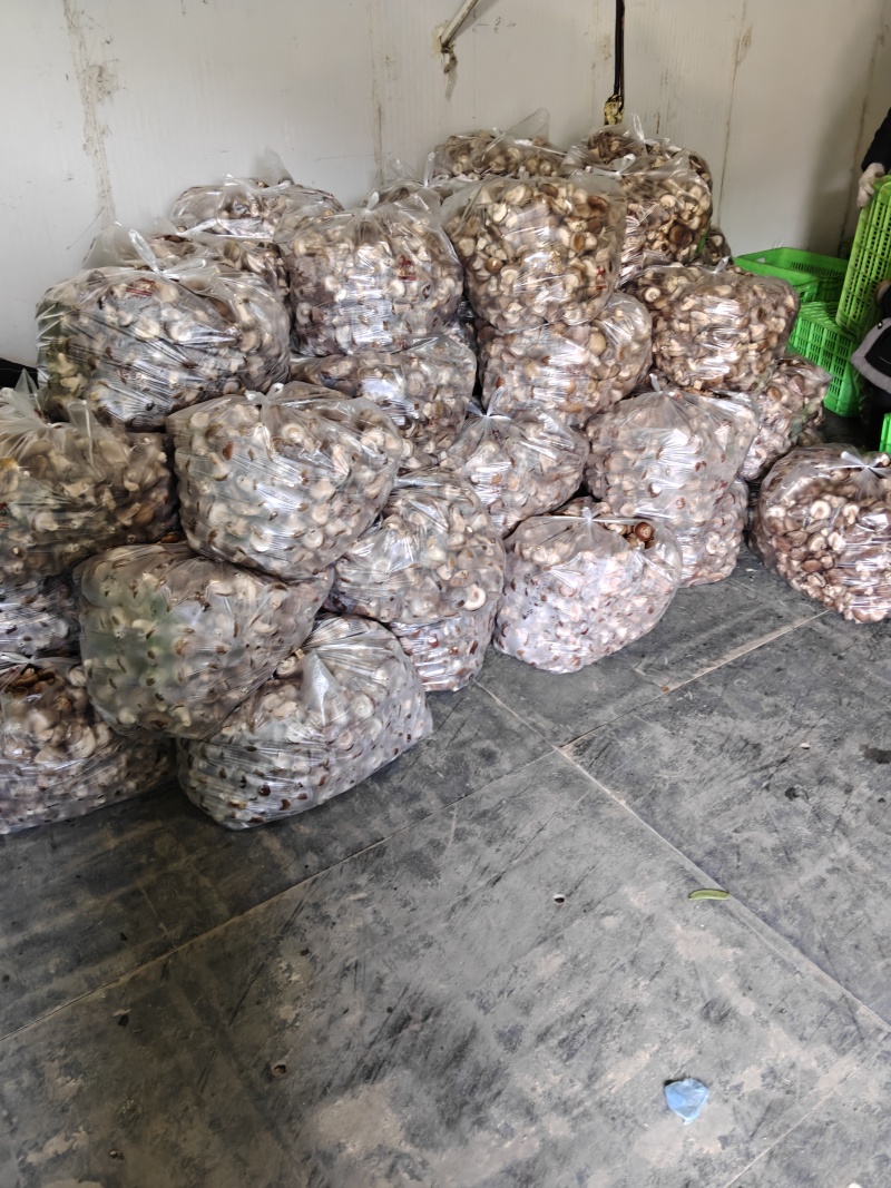 新鲜采摘香菇