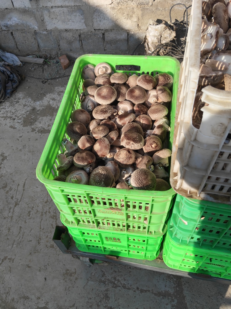 新鲜采摘香菇