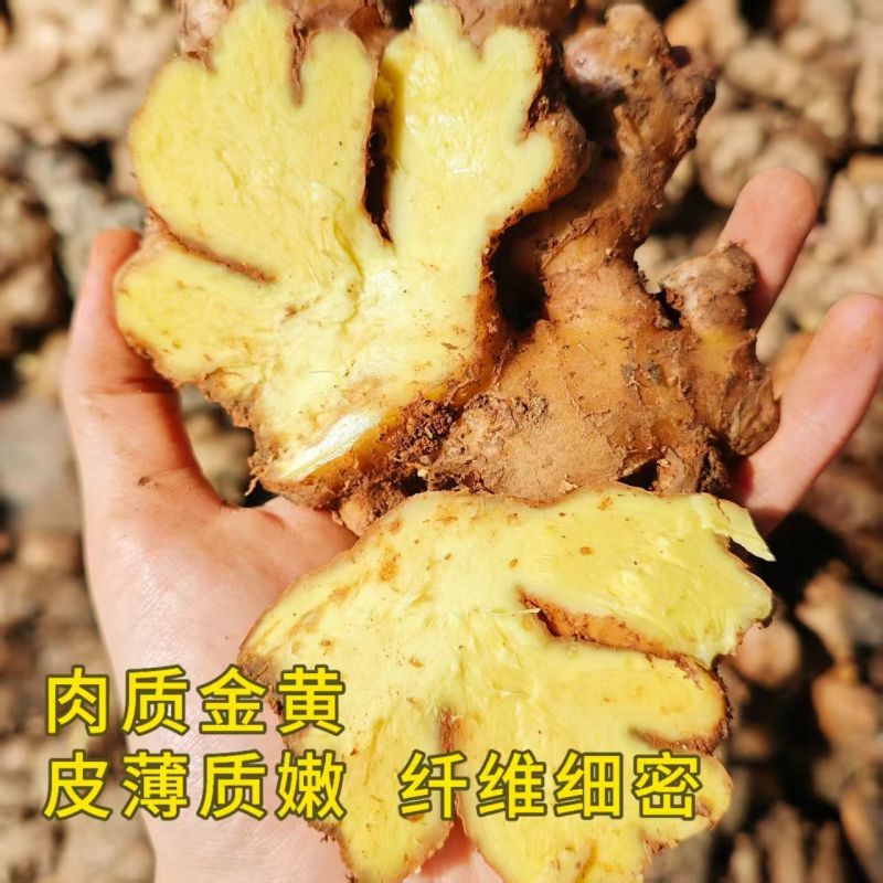 贵州小黄姜