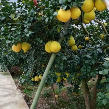 湖南江永香柚