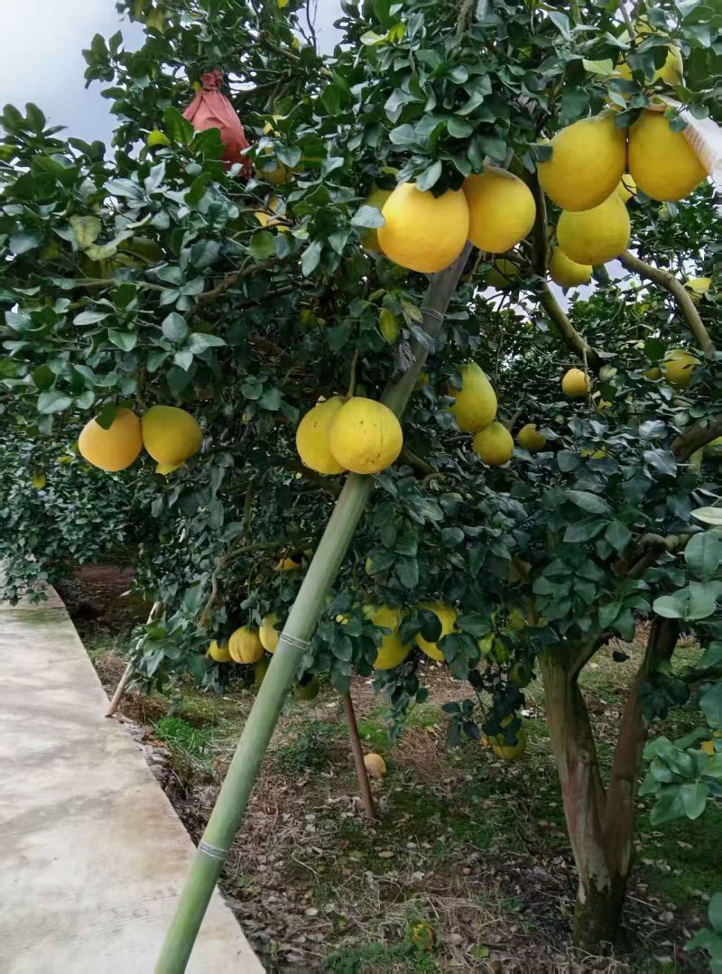 湖南江永香柚