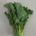 油菜苔