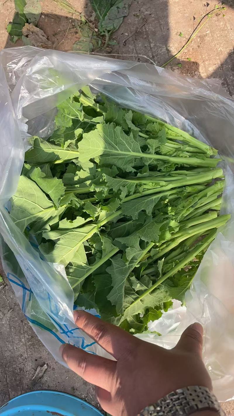 油菜苔