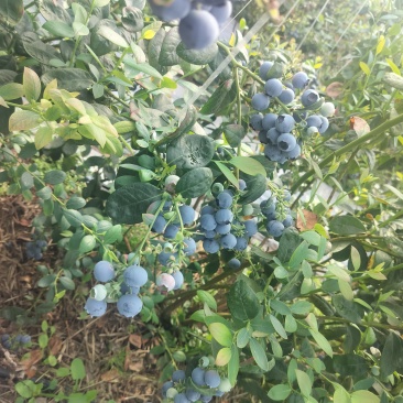 蓝莓