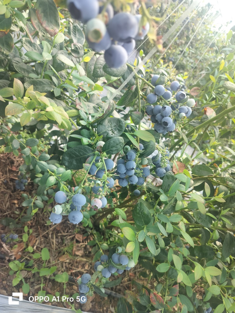 蓝莓