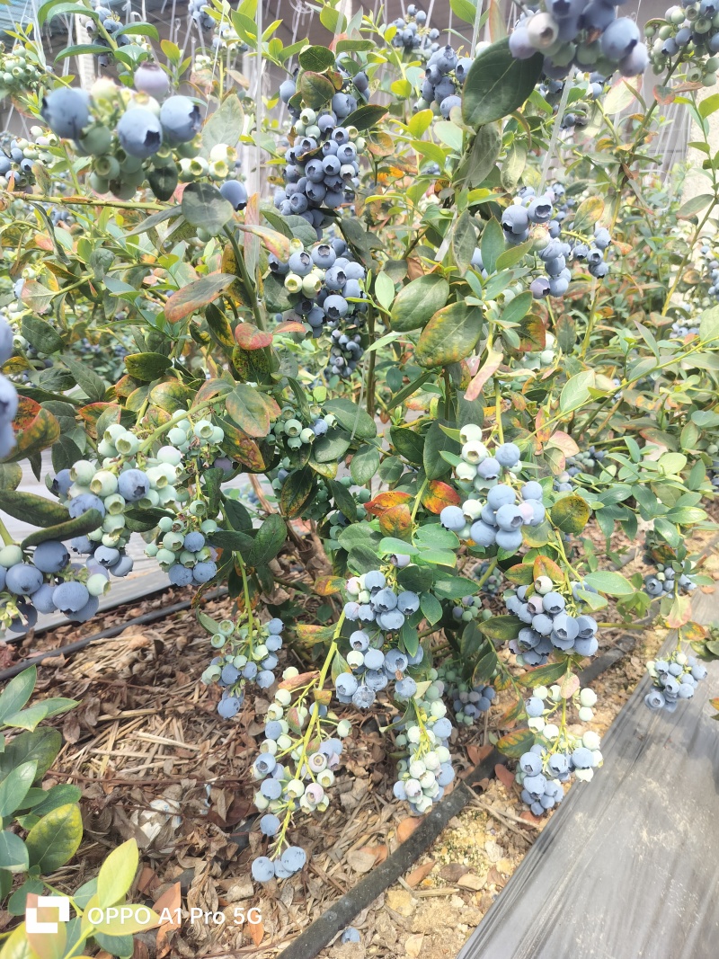 蓝莓