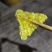 贵州遵义野生蜂蜜