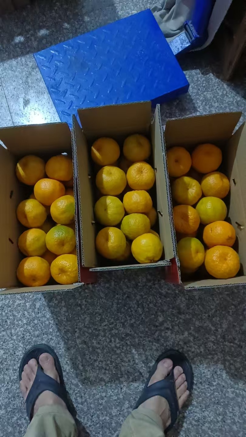 永春芦柑