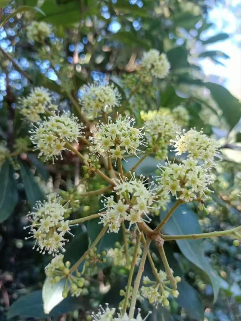 岭南瑰宝-高山鸭脚木农家冬蜜，价格优惠欢迎采购
