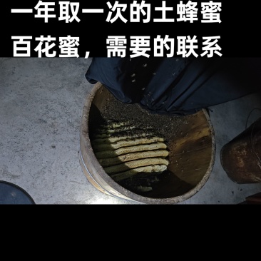一年取一次的土蜂蜜