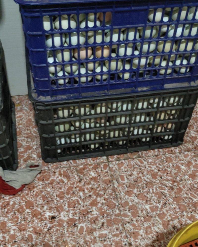 农场养殖散养柴鸡蛋