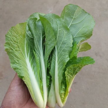 奶白菜/上海青