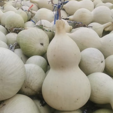 山西亚腰葫芦