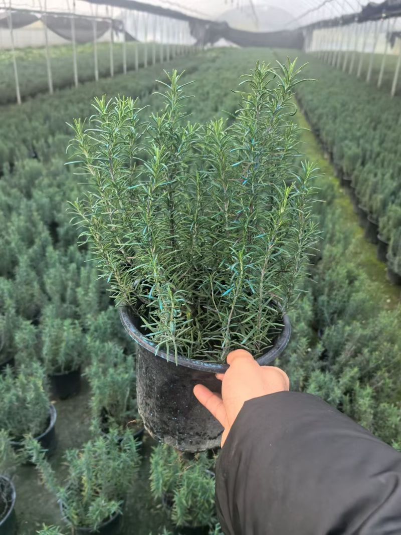 迷迭香量大