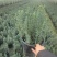 迷迭香量大