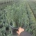 迷迭香量大