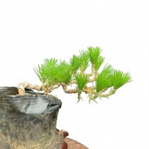 黑松苗黑松树黑松小苗四季常青盆栽造型山林种植绿化基地直销