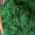 染色苔藓