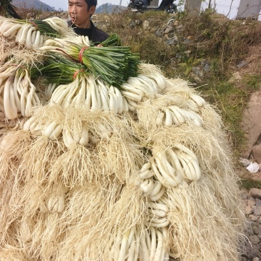 藠头