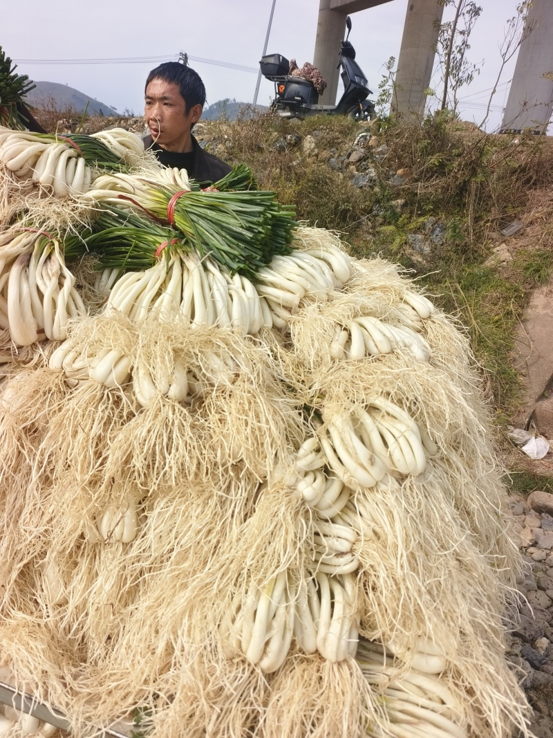 藠头