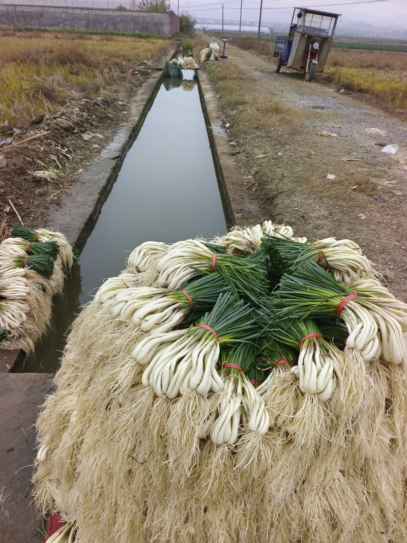 藠头