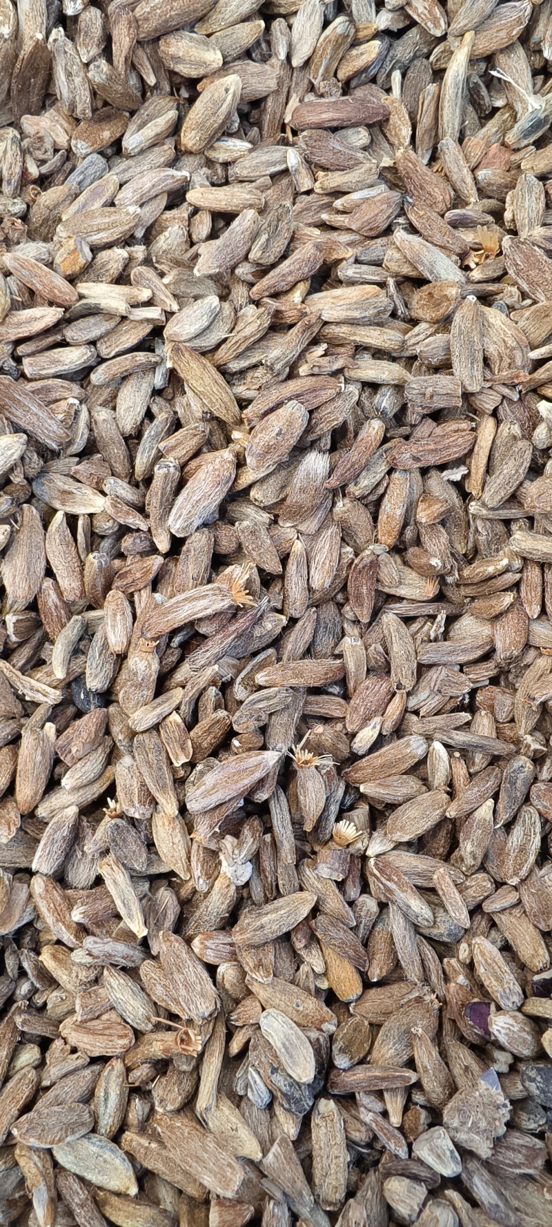 白术仔