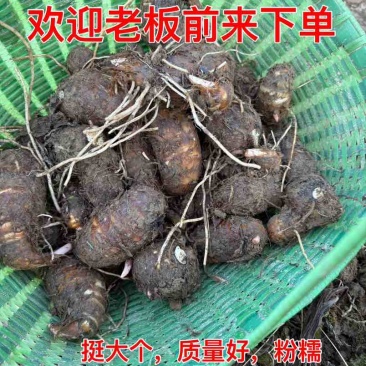卖毛芋