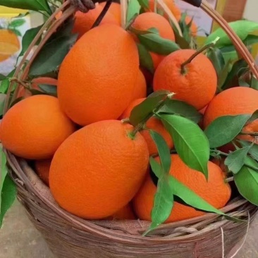 奉节脐橙